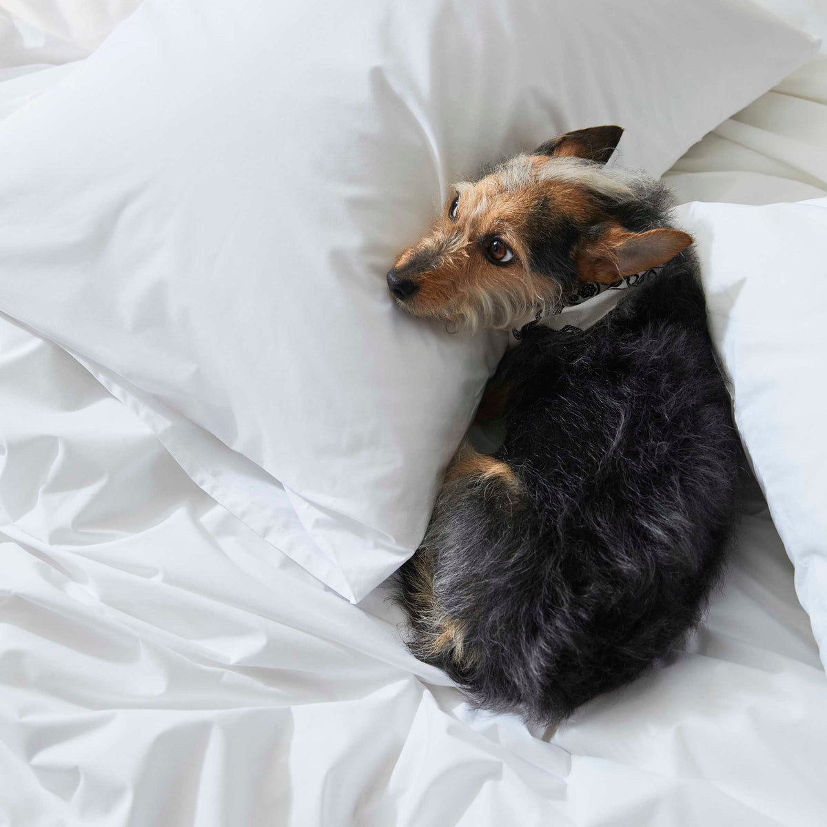 Classic Percale Duvet Cover D7