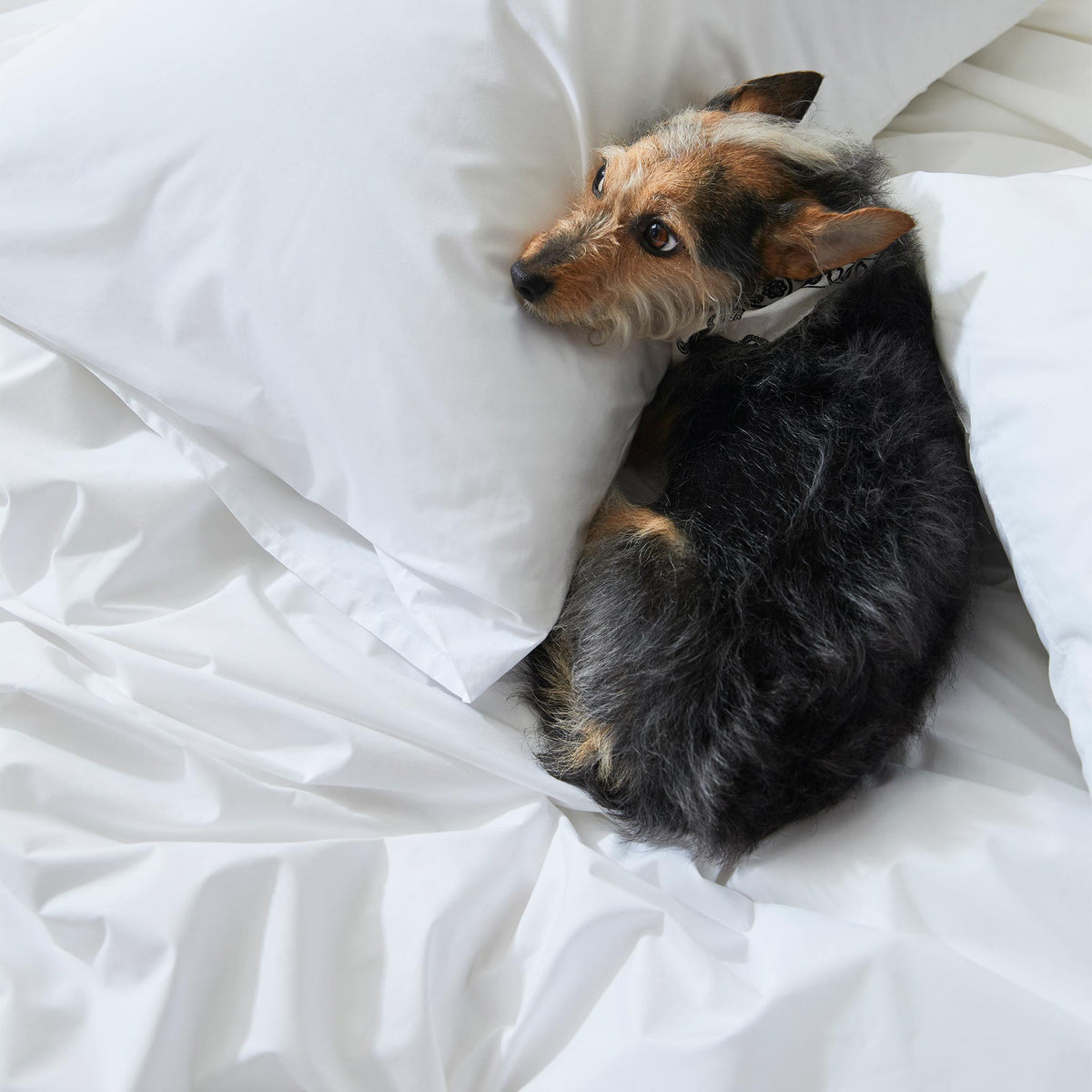 Classic Percale Core Sheet Set Z3