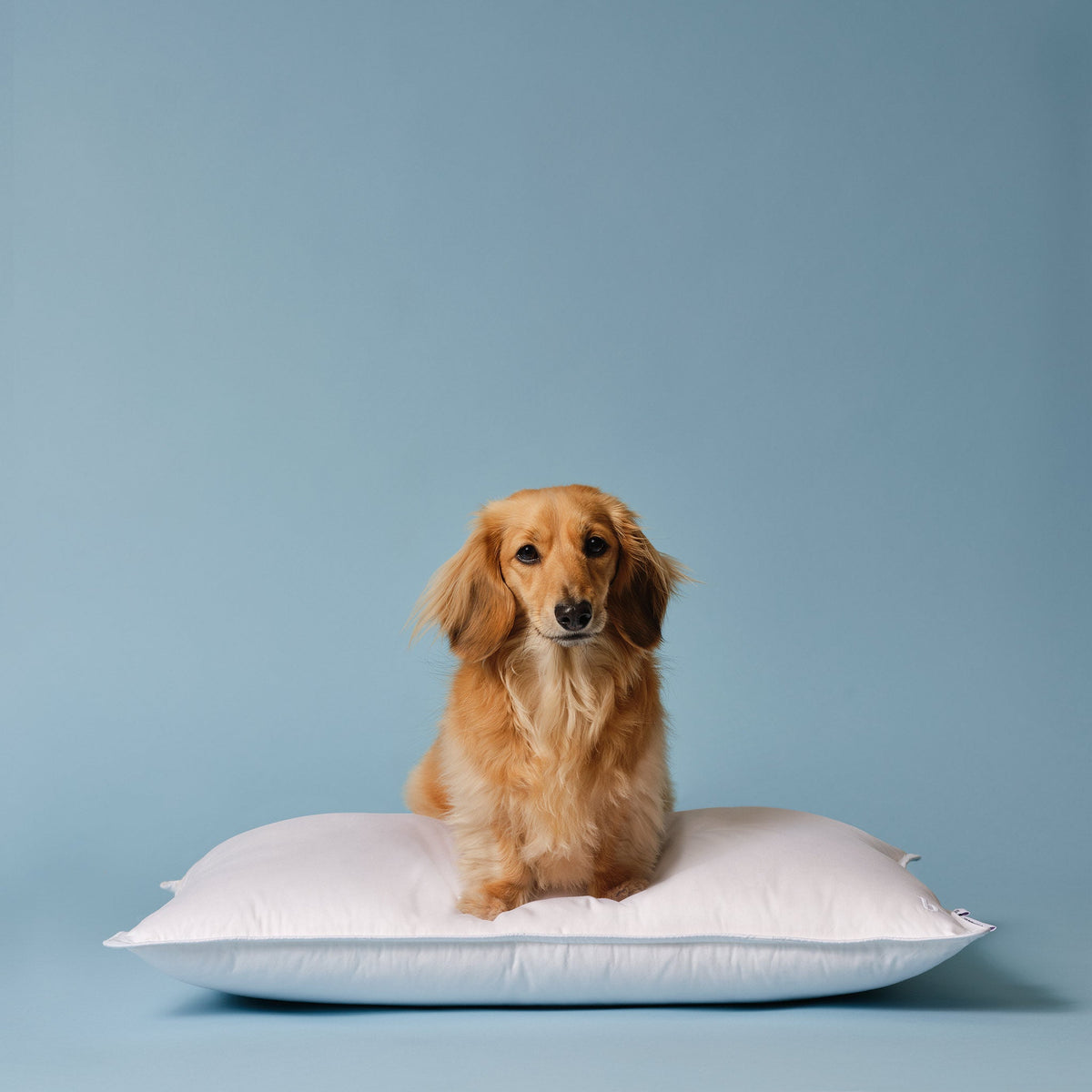 Down Pillow O6