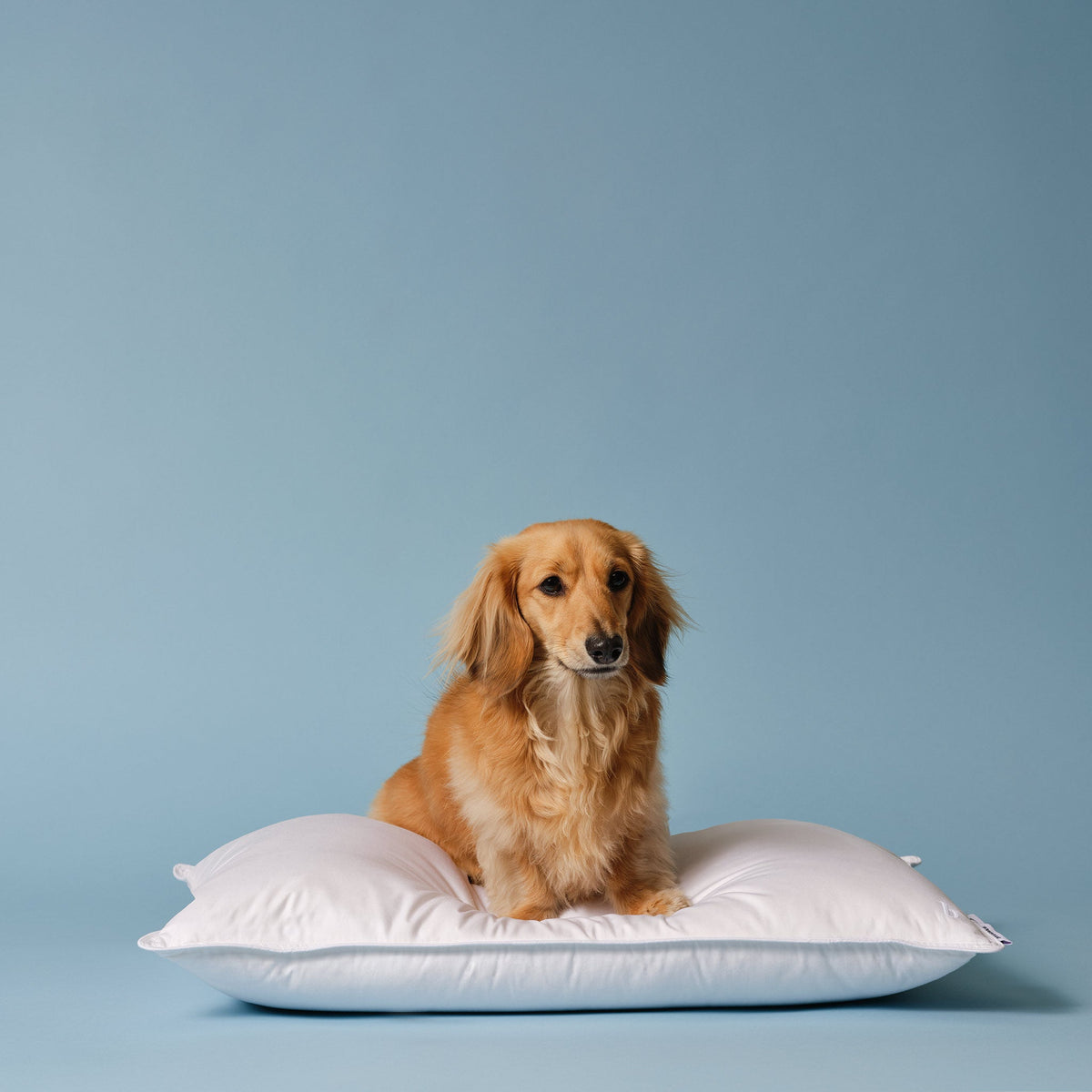 Down Pillow O6
