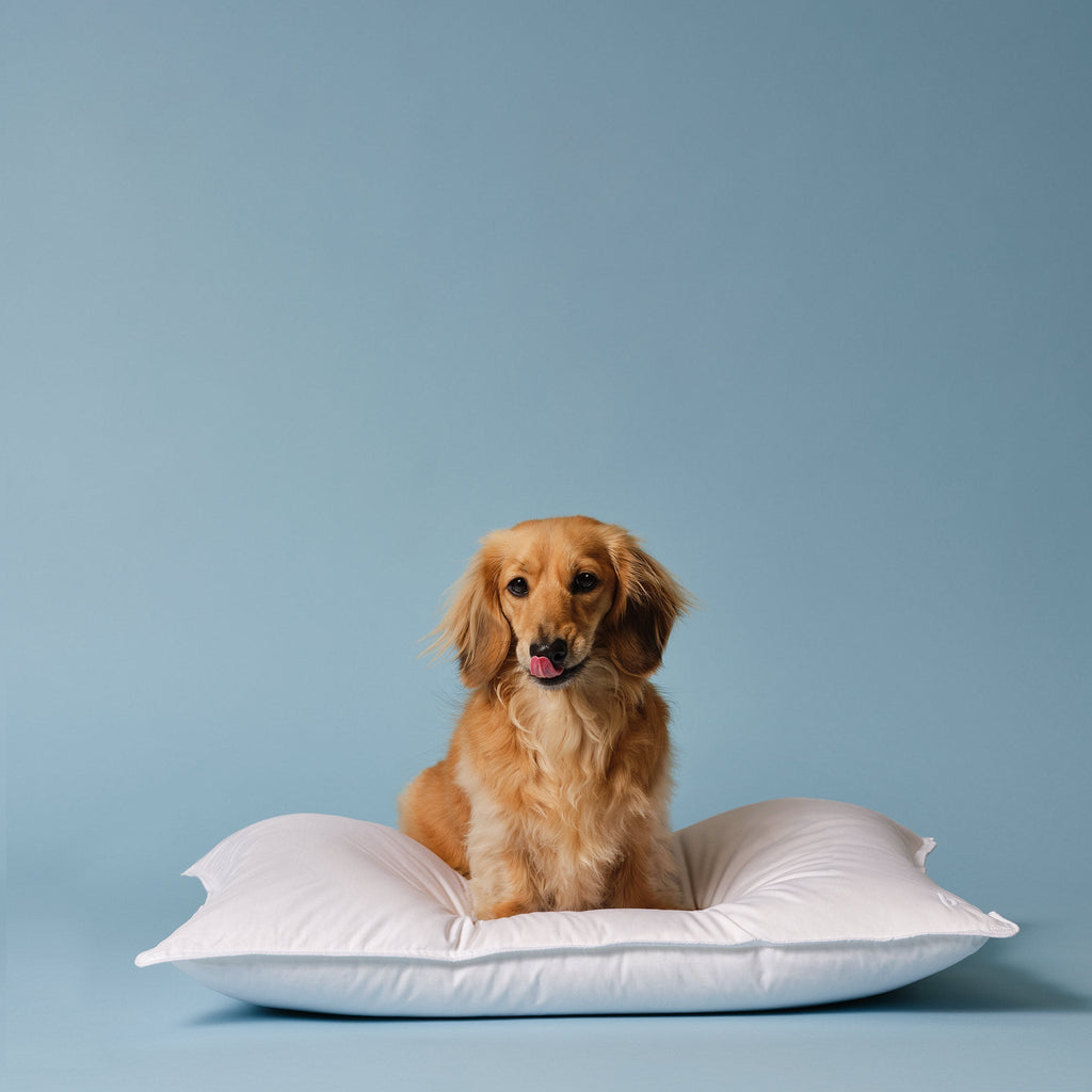 Down Pillow O6